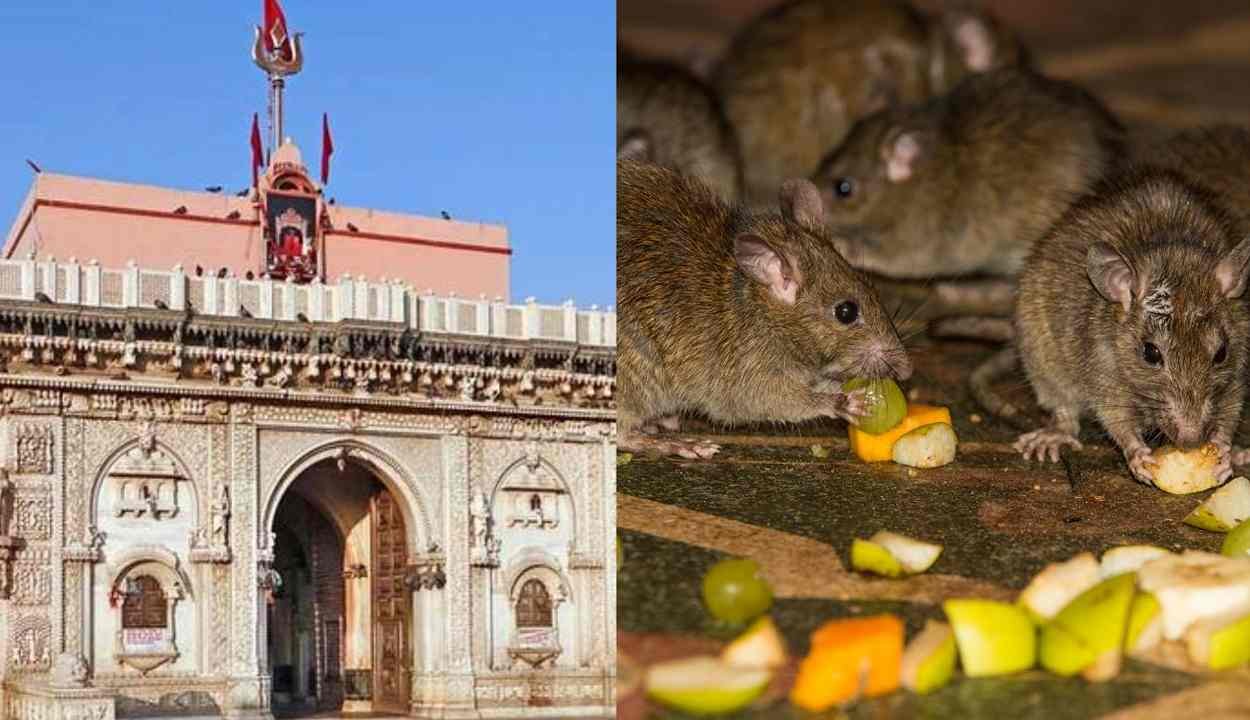 Karni mata temple
