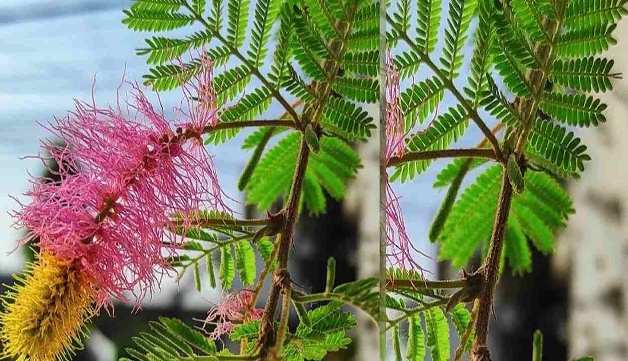 Shami patra and shani puja